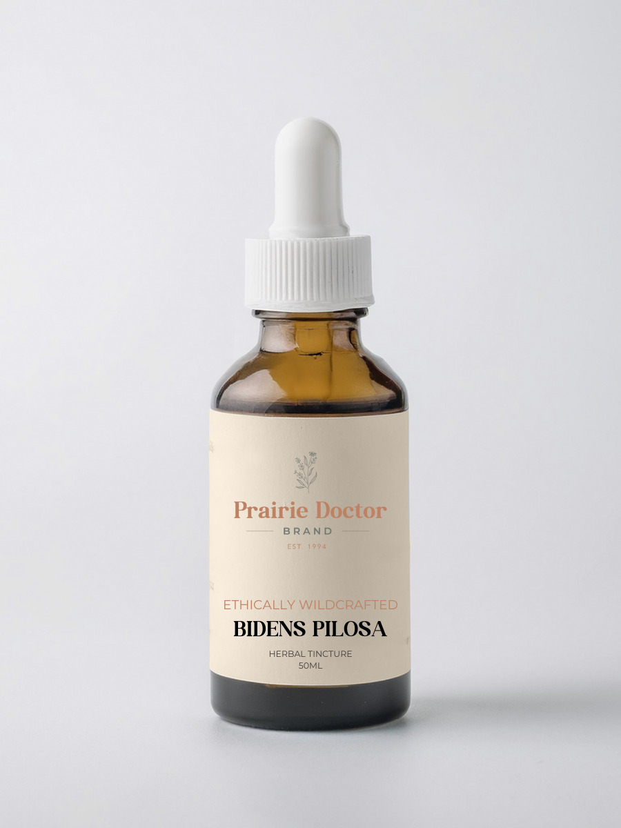 Our Bidens Pilosa Herbal Tincture is carefully crafted using ethically wildcrafted Bidens Pilosa. Traditionally used in tropical and folk herbal medicine, this versatile plant is valued for supporting health and wellbeing.